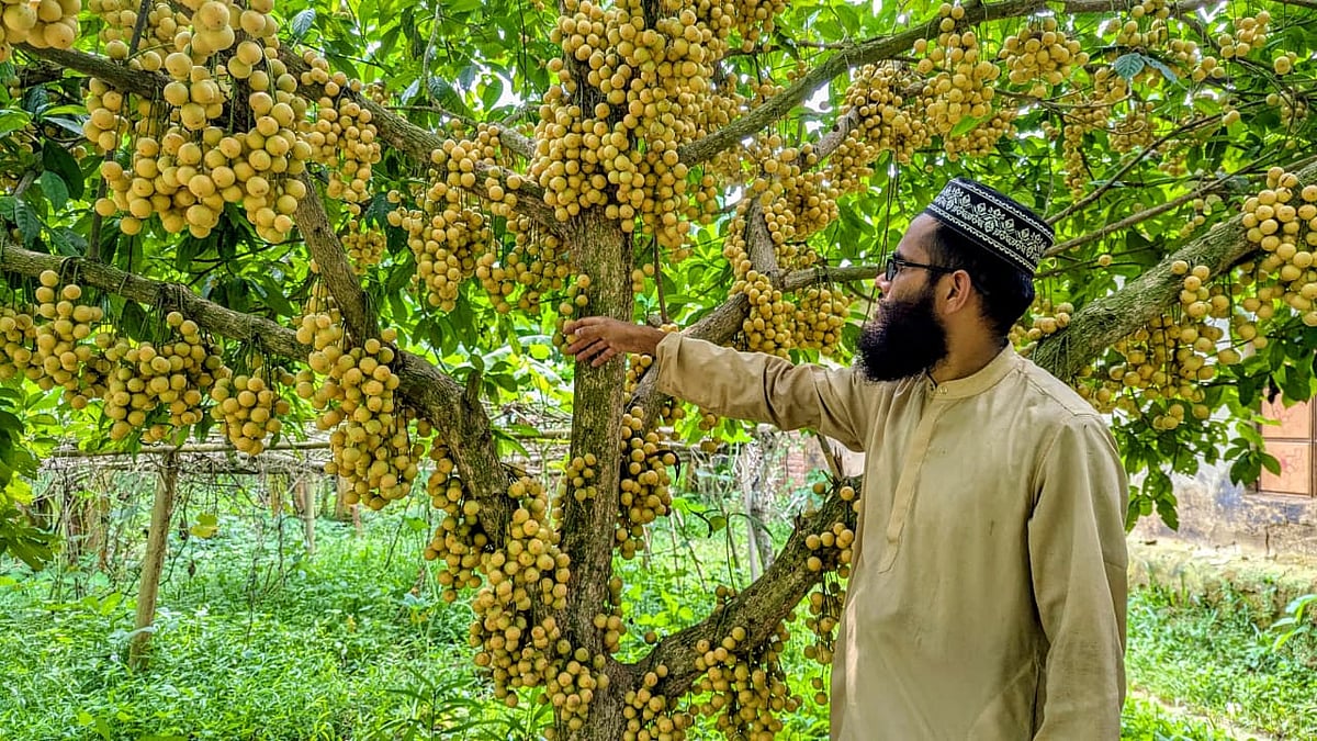 রোকন উদ্দিনের বাগানে ঝুলছে থোকায় থোকায় লটকন। গত সোমবার ময়মনসিংহের ভালুকা উপজেলার মল্লিকবাড়ি ইউনিয়নের নয়নপুর গ্রামে