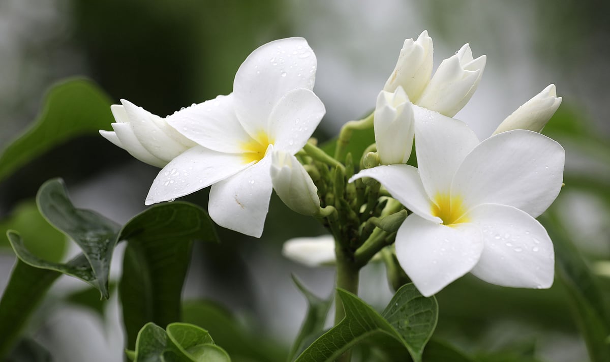 পথের ধারে ফুল অপরূপ