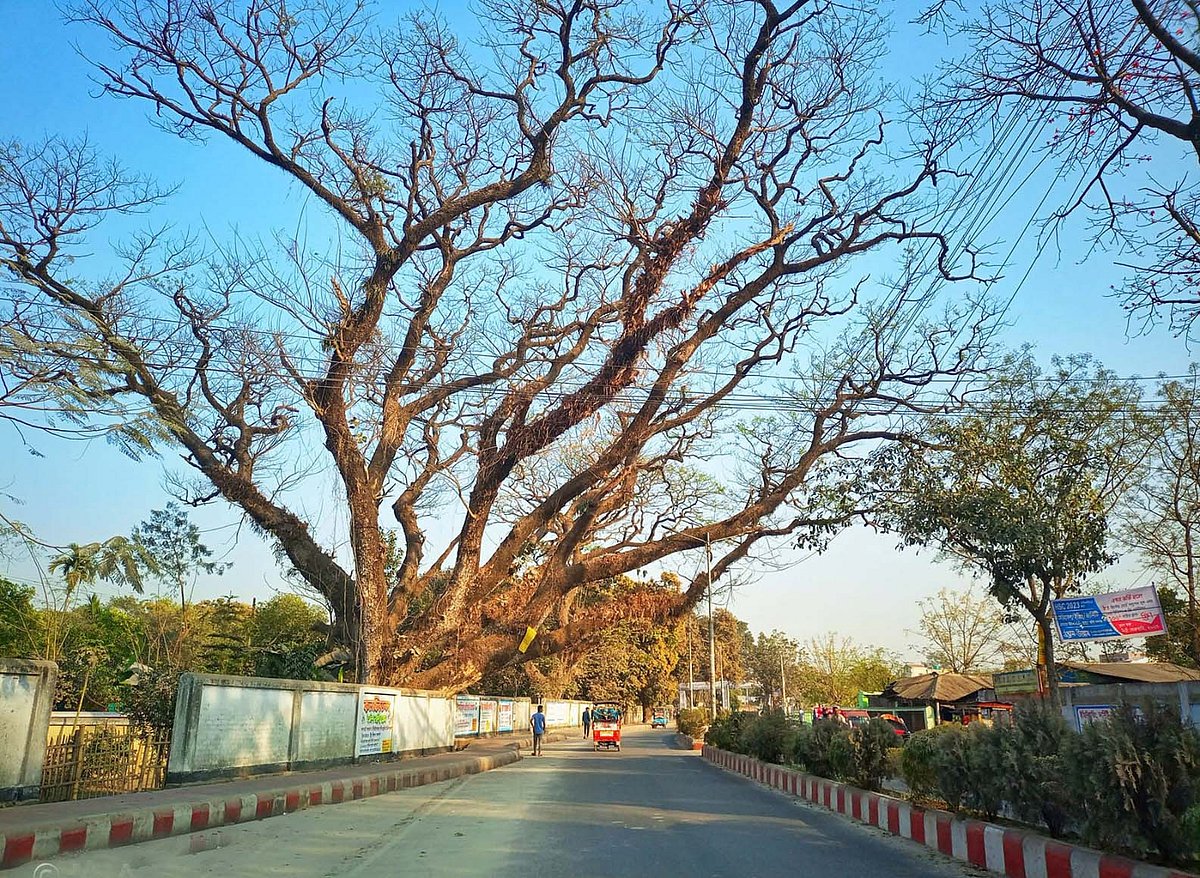 সৈয়দপুর বিমানবন্দর সড়কে রেলওয়ের ঝুঁকিপূর্ণ শতবর্ষী একটি গাছ। এ রকম ৩৩টি গাছ কাটার অনুমতি দিয়েছেন রংপুর বিভাগীয় বন কর্মকর্তা। শনিবারের ছবি