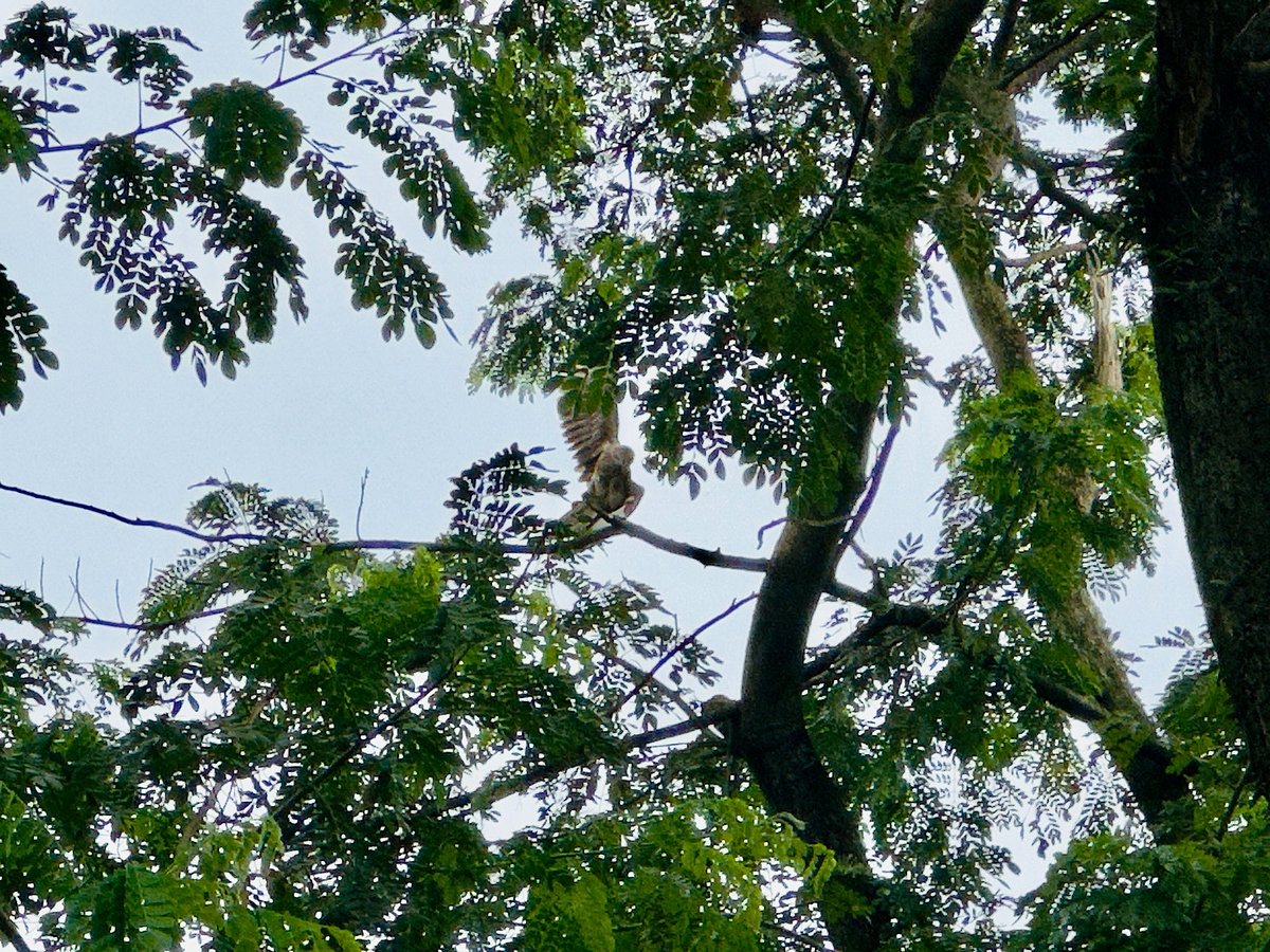 উদ্ধারের আগে সুতায় আটকে থাকা চিলটি মুক্তির আশায় ডানা ঝাপটাতে থাকে