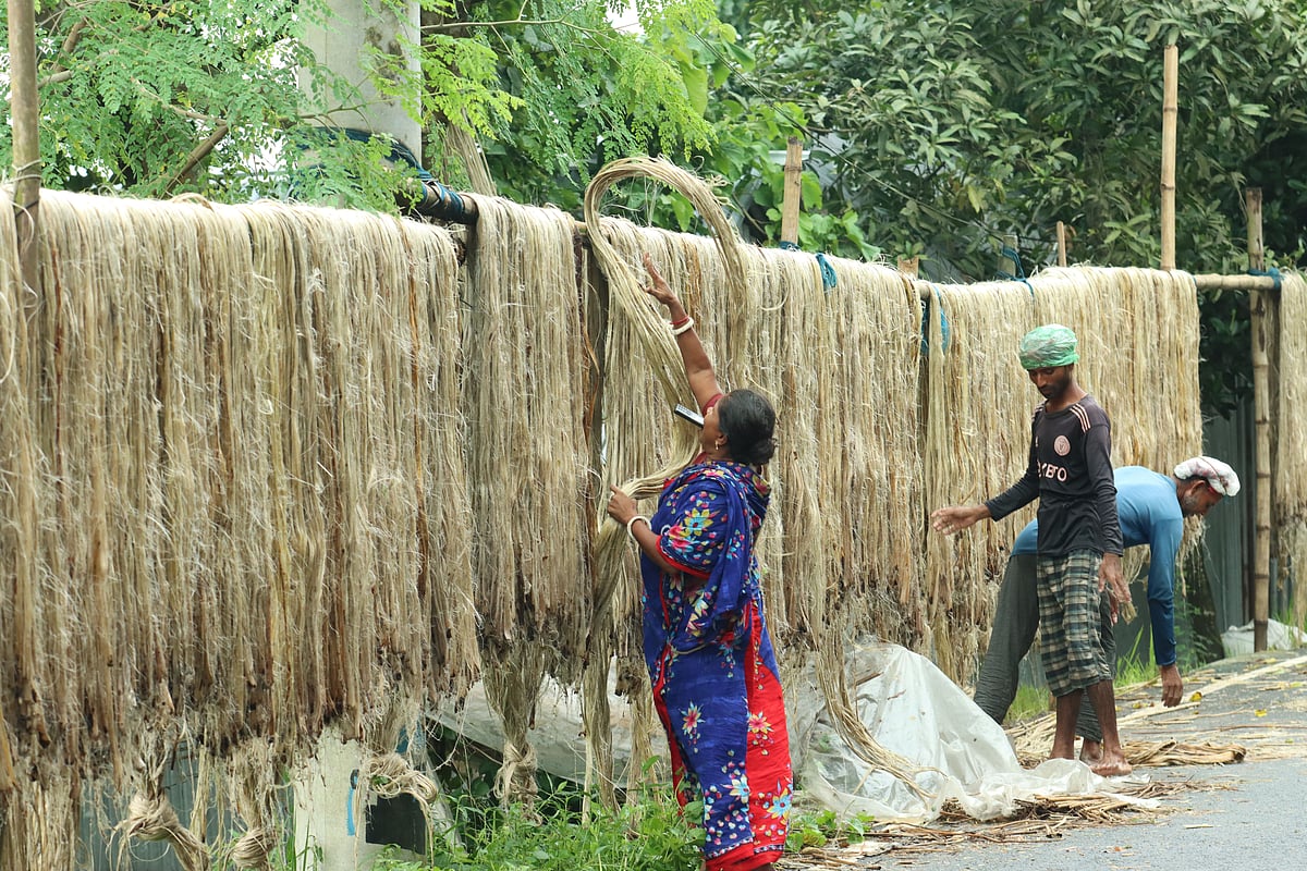 পাট ঘরে তোলার মৌসুমে ব্যস্ত সময় পার করছেন কৃষকেরা