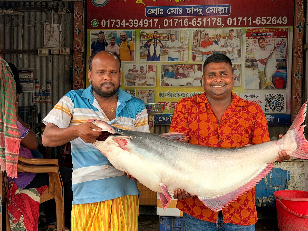 পদ্মা নদীর দৌলতদিয়া কলাবাগান এলাকায় নিরঞ্জন কুমার হালদারের জালে প্রায় ২০ কেজি ওজনের পাঙাশ মাছটি ধরা পড়ে। আজ মঙ্গলবার সকালে