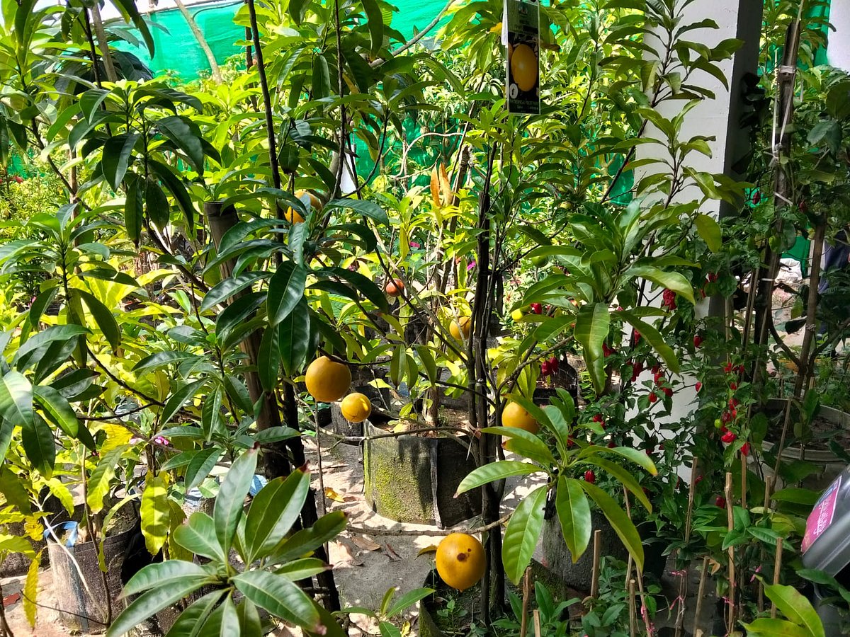 অ্যাবিউ ফলসহ গাছ। রাজধানীর আগারগাঁও বৃক্ষমেলায়, ১৪ জুলাই
