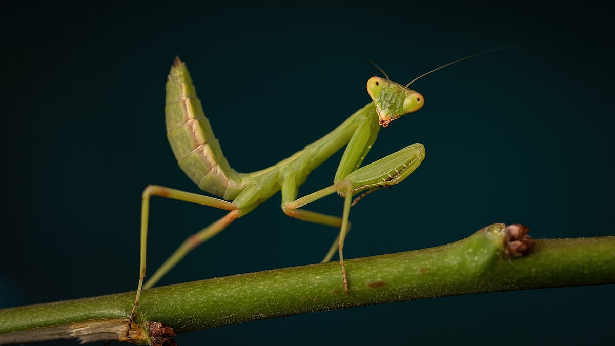 প্রতীকী ছবি
