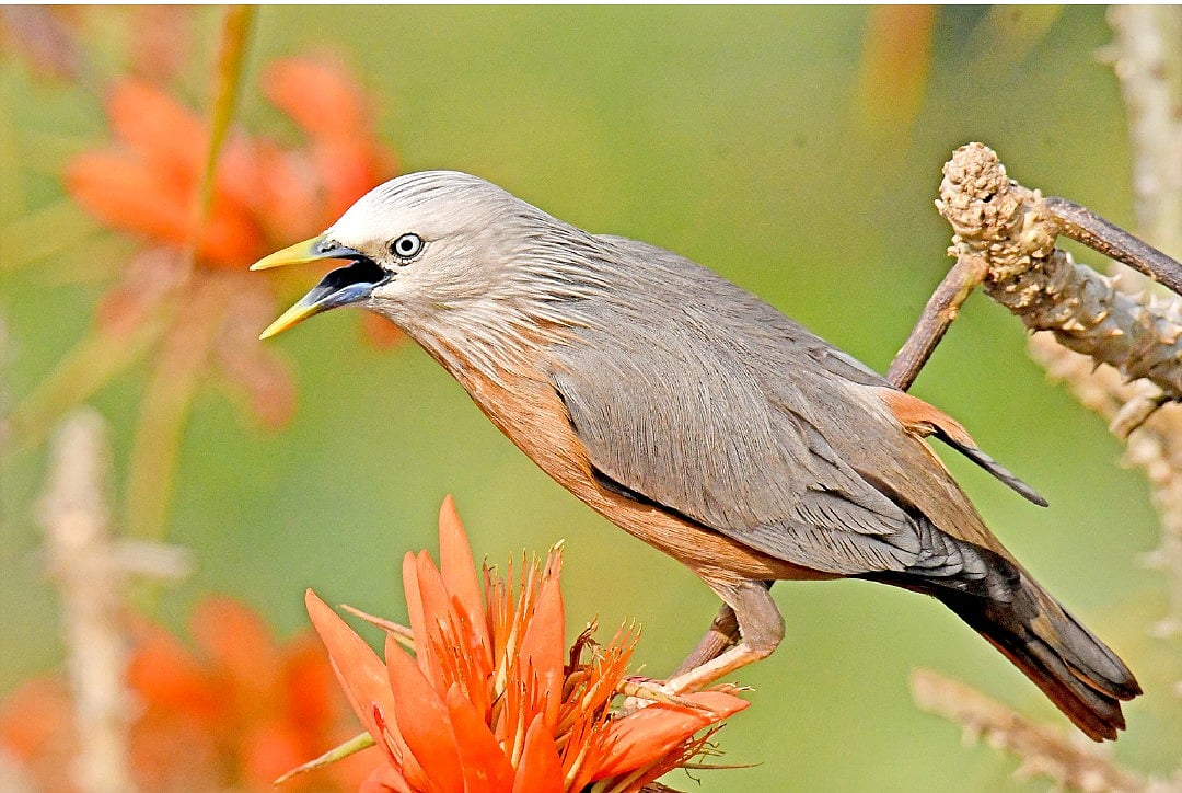 শহরে পাখির মন ভালো নেই