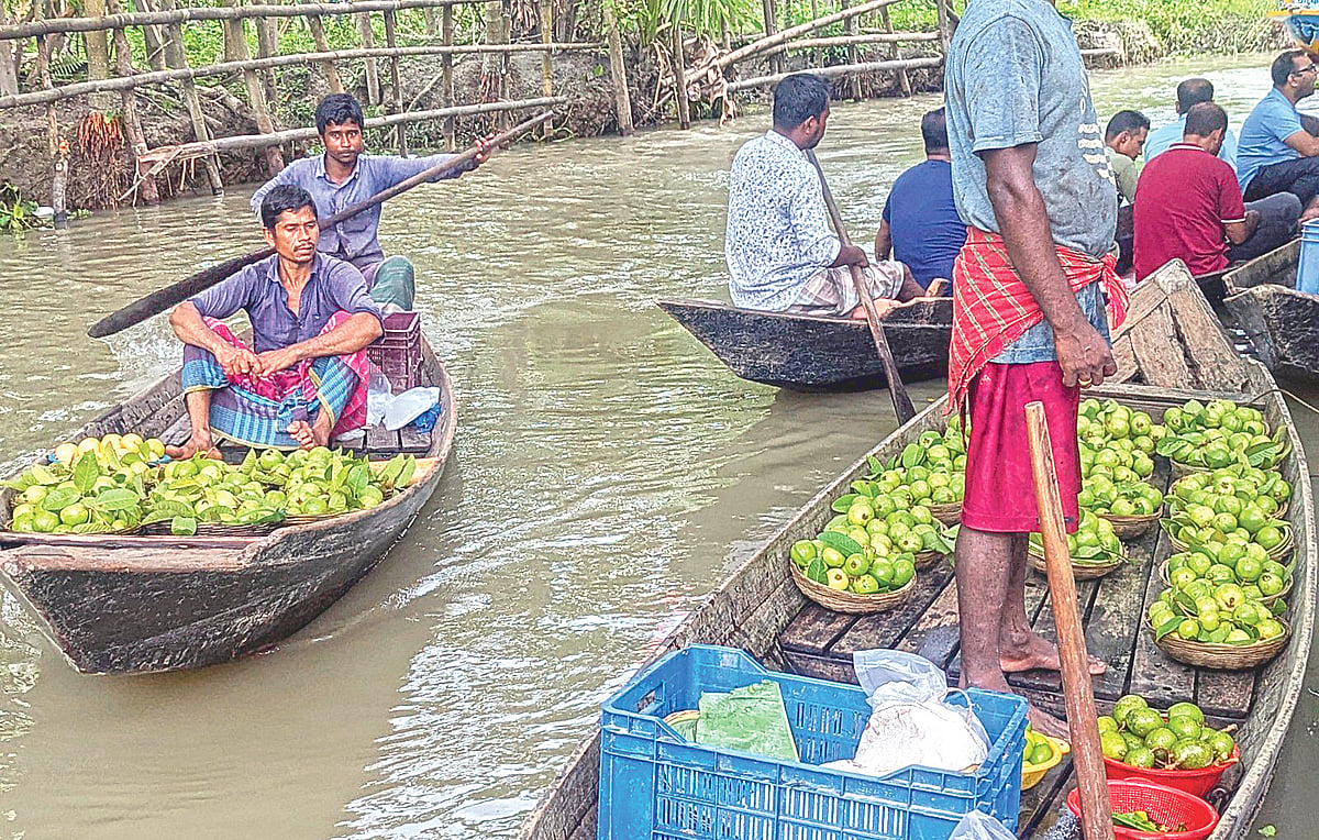 পেয়ারার জনপদে টিকে থাকার লড়াইয়ে চাষিরা
