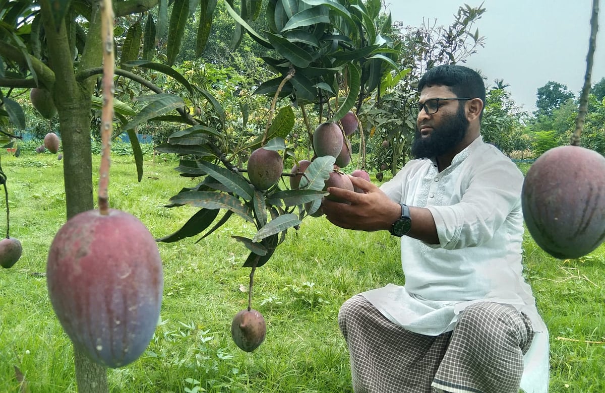 বিদেশি আম চাষে বদলে গেল খালেকুজ্জামানের জীবন