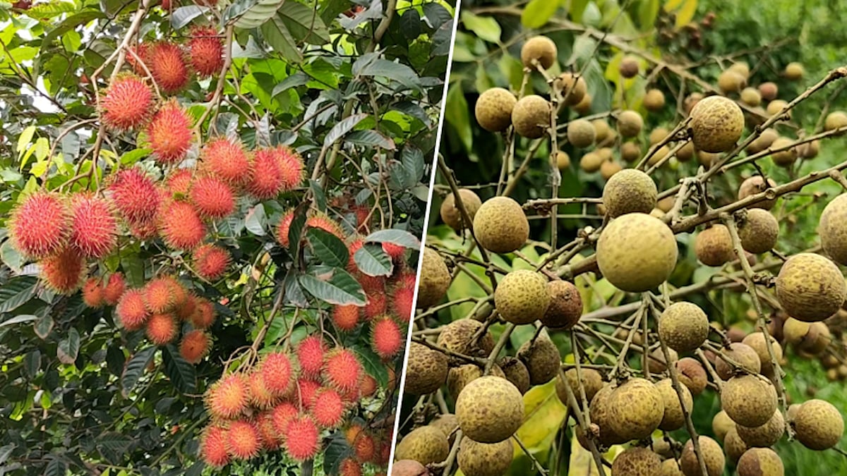 দেশি ফলে লোকসান, রাম্বুটান–লংগান চাষে বদলে গেল দুই তরুণ উদ্যোক্তার ভাগ্য