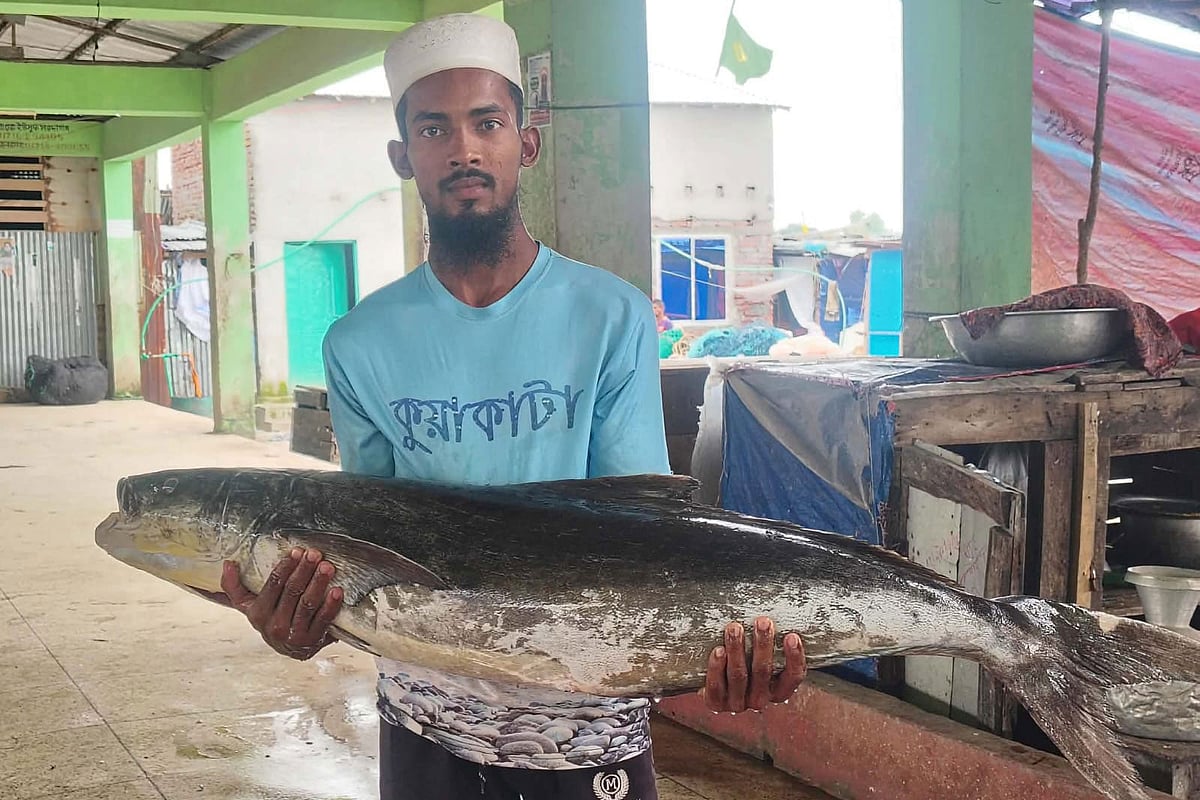 সাগরে জালে ধরা পড়েছে ২০ কেজির সামুদ্রিক শোল, দেখতে যেন টর্পেডো