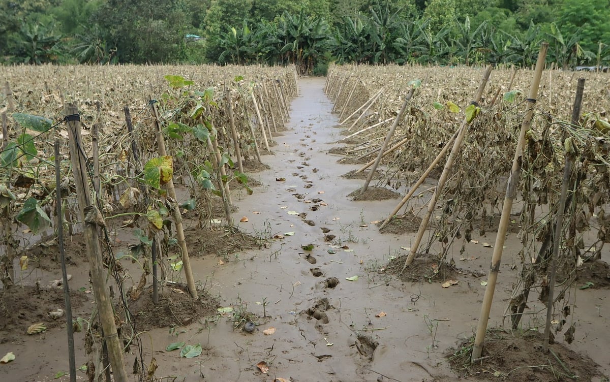 ‘বন্যায় ফসল তো সব নষ্ট হয়ে গেছে, ধারদেনার টাকা কীভাবে শোধ করব’