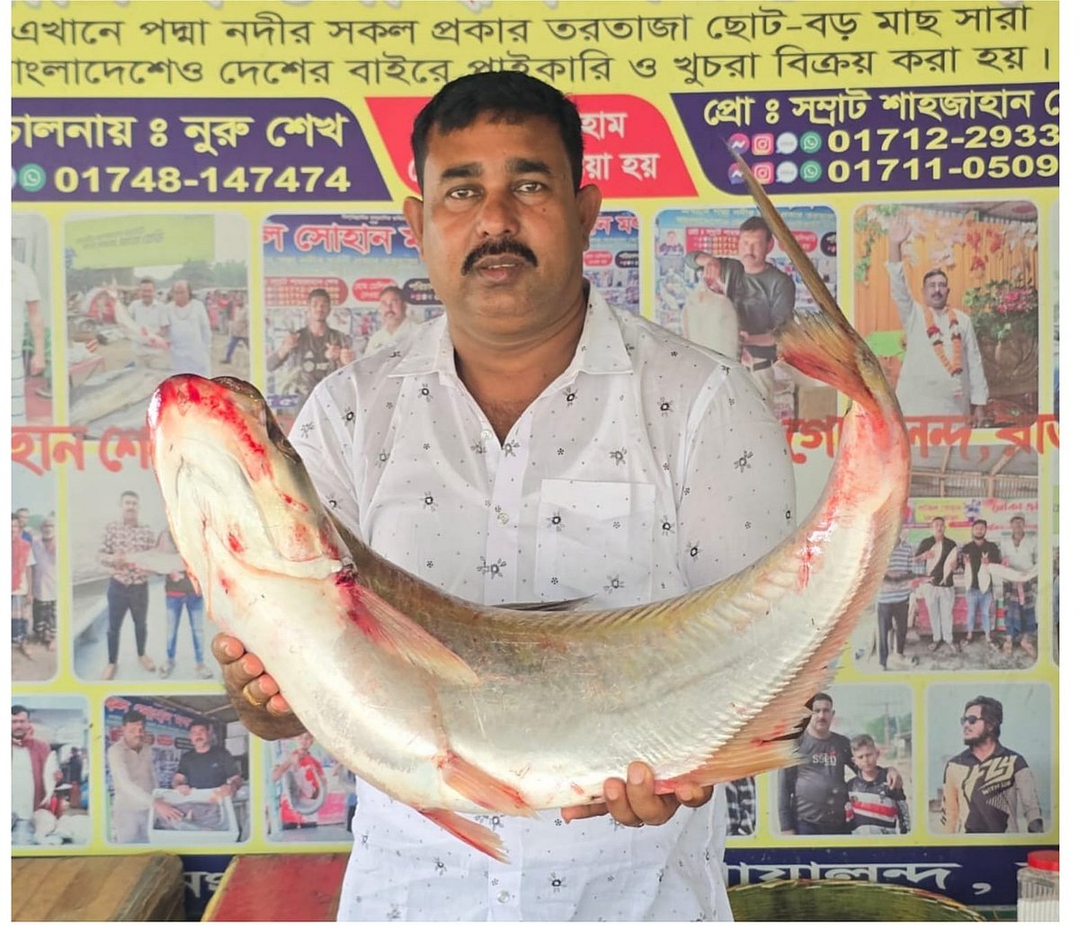পদ্মা নদীতে জেলের জালে প্রায় ১১ কেজি ওজনের ঢাঁই মাছটি ধরা পড়ে। মঙ্গলবার সকালে রাজবাড়ীর গোয়ালন্দ উপজেলার দৌলতদিয়া ফেরিঘাট বাজারে