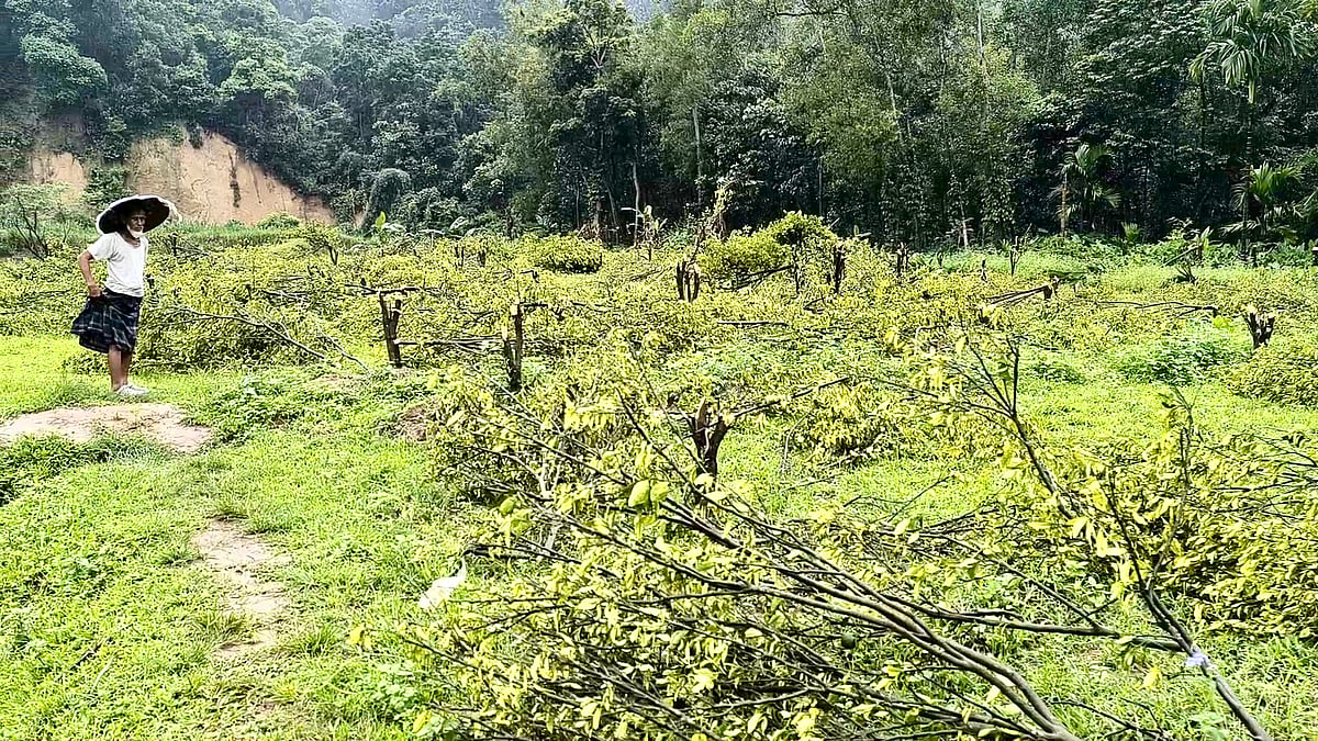 ফলভর্তি হাজার কমলাগাছ কাটা হলো উচ্ছেদ অভিযানে