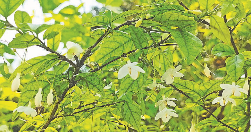 কাপাসিয়ার টোকে দুই বছর আগে দেখা পানিজুঁই ফুল