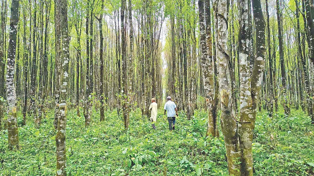 গারো পাহাড়ের পরিপক্ব আগরবাগান। এসব গাছ থেকেই বিশেষ প্রক্রিয়ায় উৎপাদন করা হবে আগর তেল বা আতর। সম্প্রতি শেরপুরের ঝিনাইগাতীর ছোটগজনীর আগরবাগানে