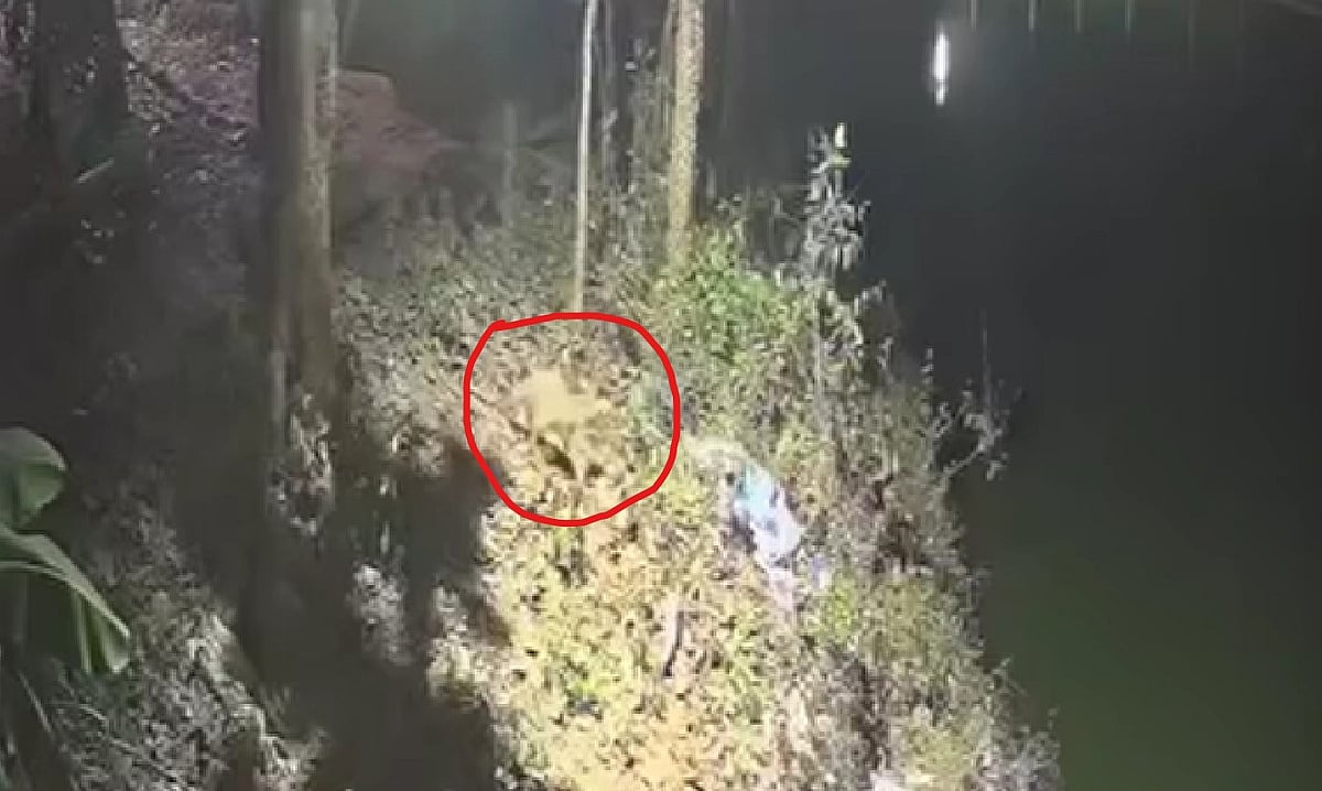 রাতের অন্ধকারে সিসিটিভি ফুটেজে দেখা গেছে প্রাণীটিকে।