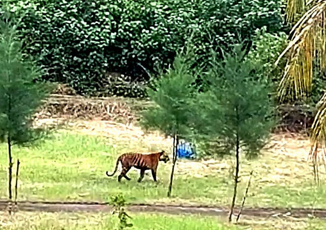 বন অফিসের সামনে ঘুরে বেড়াচ্ছে বাঘিনী। গতকাল আন্ধারমানিক ইকোট্যুরিজম কেন্দ্রে