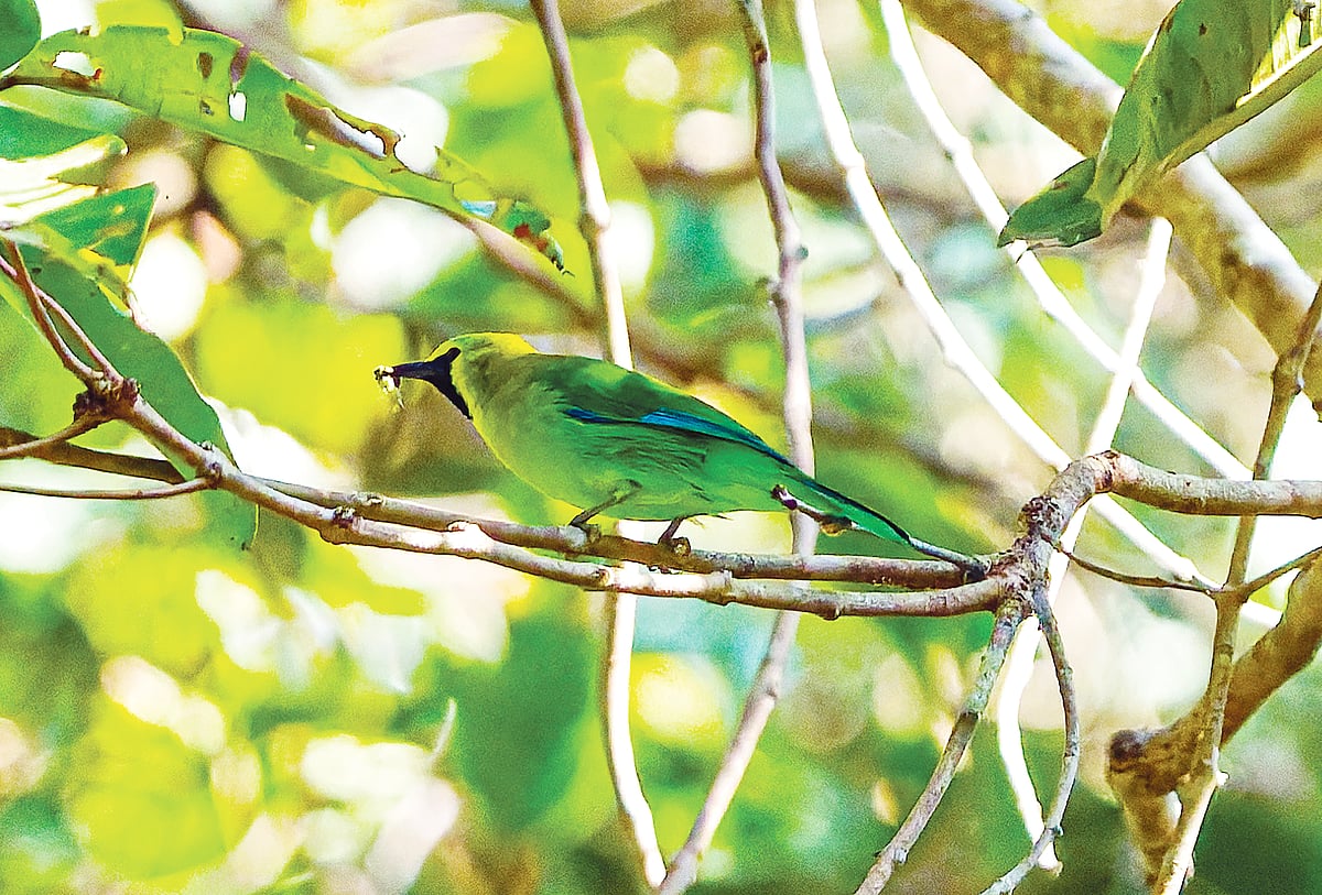 খাবার মুখে গাছের ডালে একটি নীলডানা হরবোলা