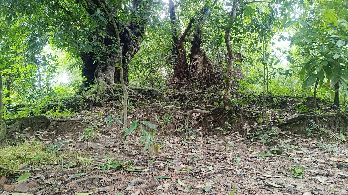 ঐতিহাসিক বুরুজপোতা ঢিবি। শুক্রবার সকালে খুলনার কয়রা উপজেলার উত্তর বেদকাশী ইউনিয়নের বড়বাড়ি গ্রামে