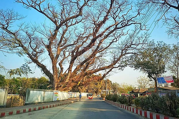 সৈয়দপুর বিমানবন্দর সড়কে রেলওয়ের শতবর্ষী একটি গাছ