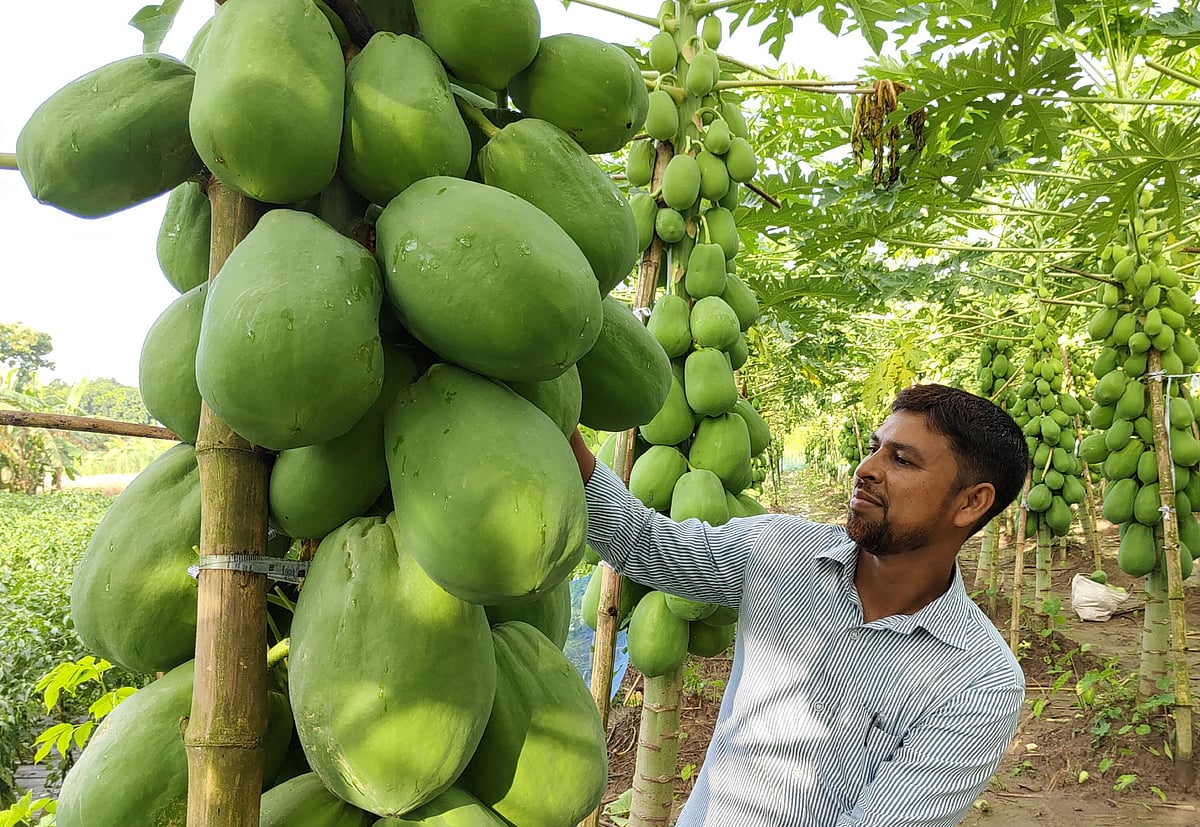 পেঁপেবাগান করে সাফল্য পেয়েছেন কুষ্টিয়ার কুমারখালী উপজেলার দরবেশপুর গ্রামের মো. আবদুল হান্নান