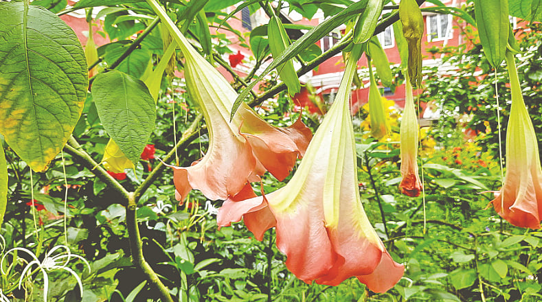 মোহনীয় রূপের রাজঘণ্টা