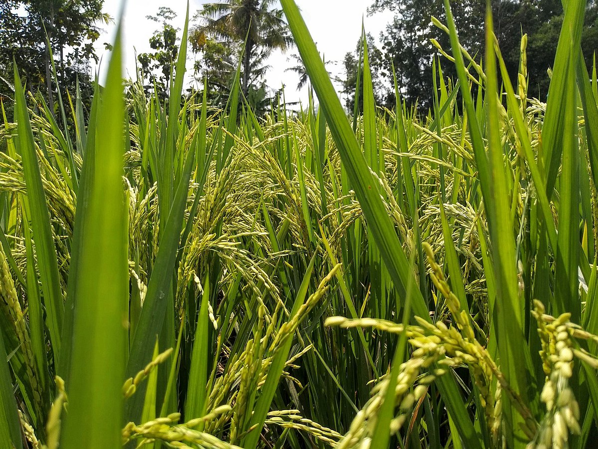 তাপমাত্রা বাড়লে ধানের উৎপাদন কমবে