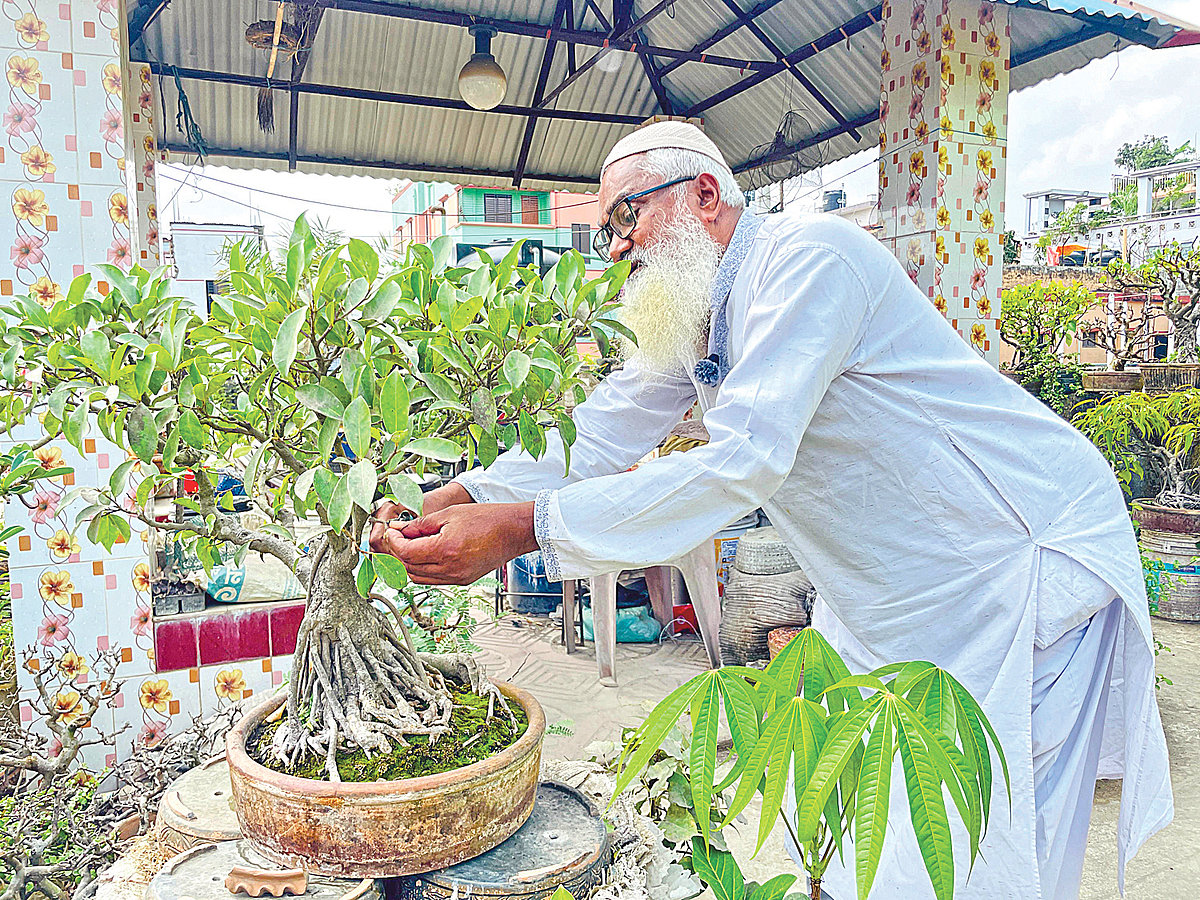 কুমিল্লায় যত্নে গড়া হাসানের ‘বনসাই রাজ্য’