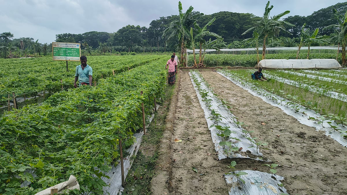 মালচিং পদ্ধতিতে সবজি চাষ করা হয়েছে। গত ৩০ জুলাই যশোরের মনিরামপুর উপজেলার হায়াতপুর গ্রামে