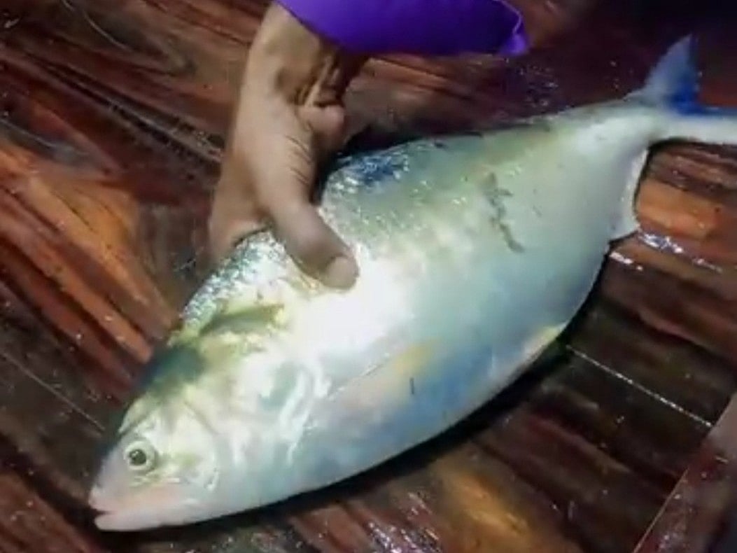 ২ কেজি ৩০০ গ্রাম ওজনের ইলিশটি সাড়ে ১০ হাজার টাকায় বিক্রি হয়েছে। আজ দুপুরে রামগতি উপজেলার মাছঘাটে একটি আড়তে