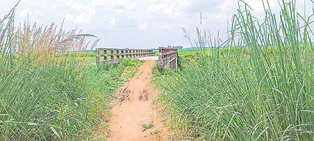 পাবনার একসময়ের ব্যস্ত সড়ক এখন ‘পরিত্যক্ত’