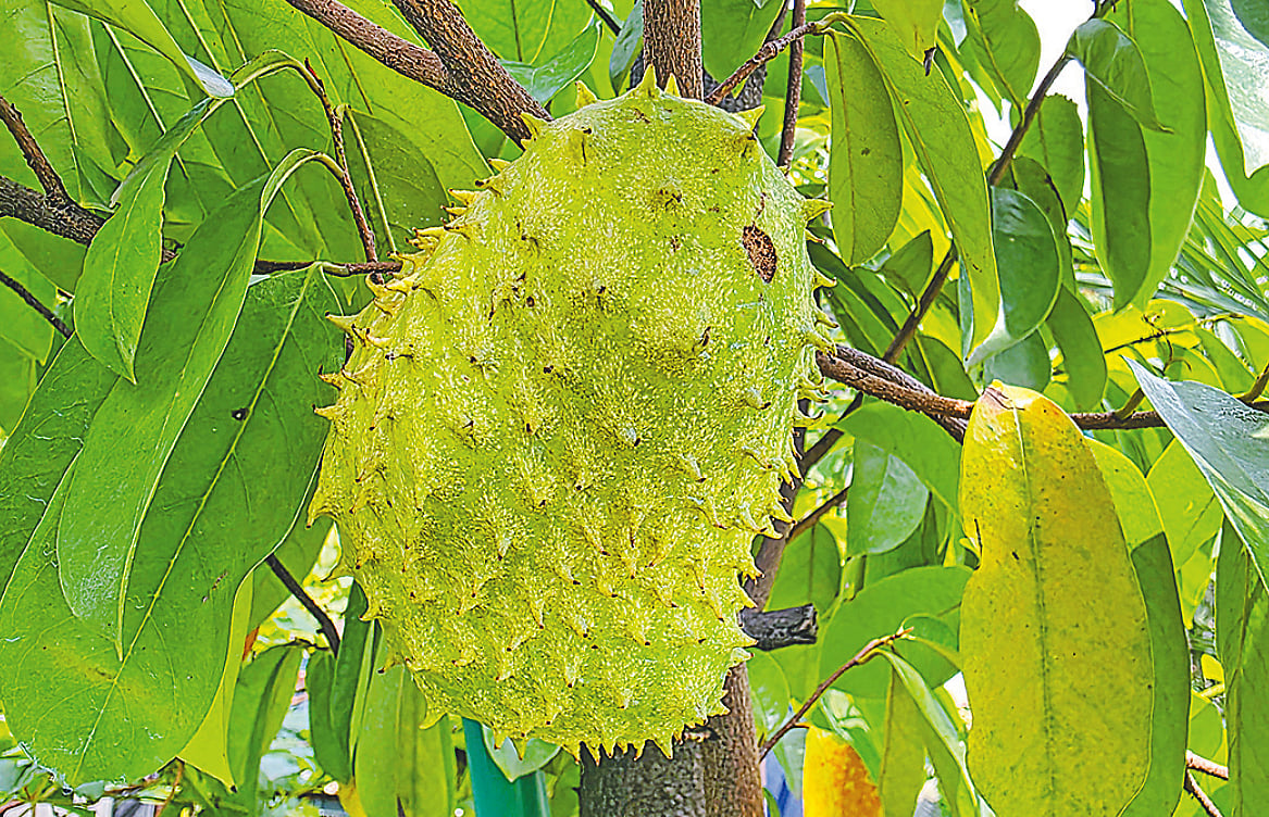 ঢাকায় ধানমন্ডির সেন্ট্রাল রোডের এক ছাদবাগানে ধরেছে টক আতা ফল