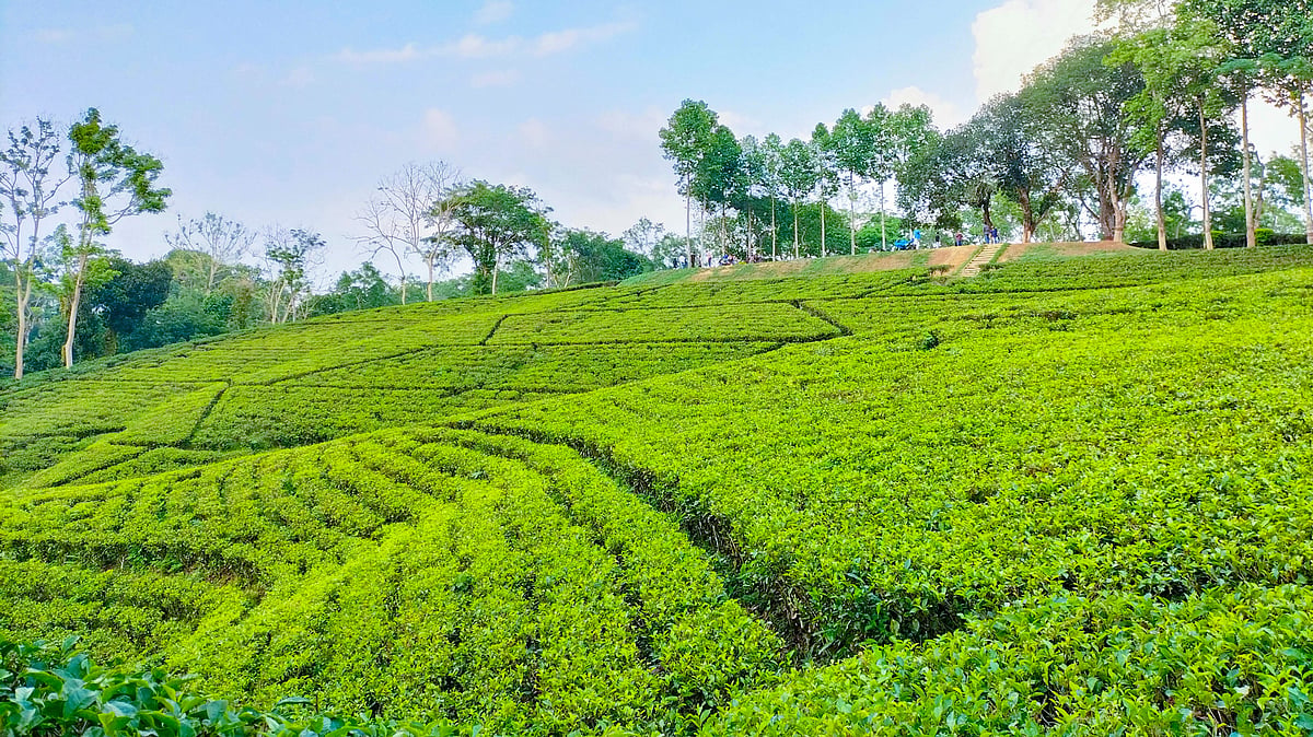 শ্রীমঙ্গলে ভালো চা কিনবেন কী করে