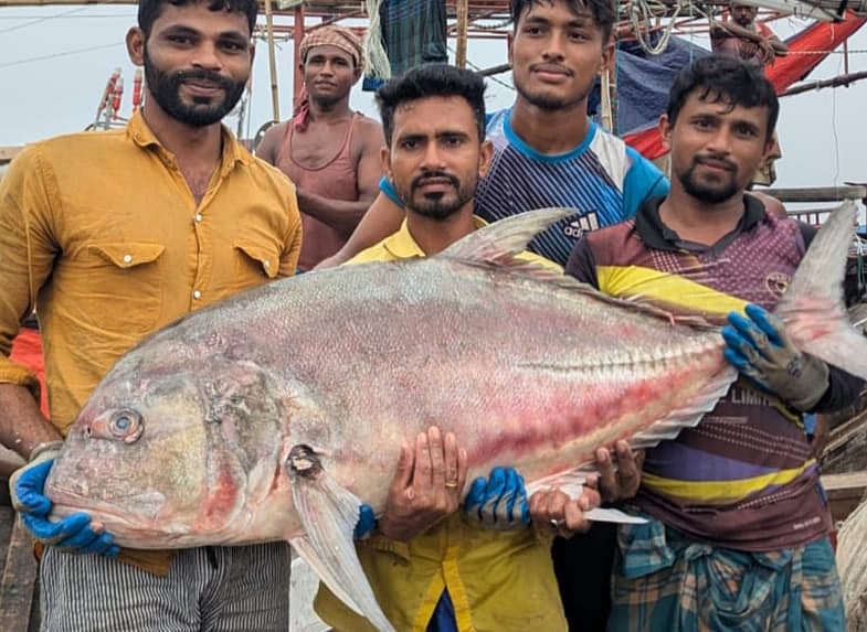 সাগরে জালে ধরা পড়ল ৫৪ কেজির তবল মাছ, ৩৬ হাজার টাকায় বিক্রি