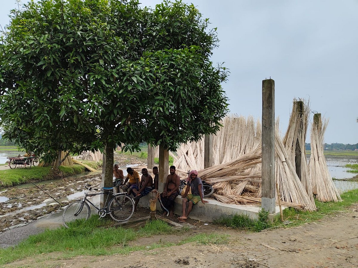 চালহীন কৃষকছাউনি–সংলগ্ন আমগাছের ছায়ায় বসে বিশ্রাম নিচ্ছেন কৃষকেরা। সোমবার দুপুরে কুষ্টিয়ার কুমারখালীর উত্তর ভবানীপুর গ্রামের পাশের খরিলার বিল এলাকায়