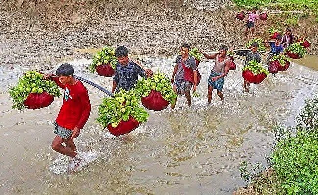 চন্দনাইশের কাঞ্চননগরের পেয়ারা কেন এত বিখ্যাত