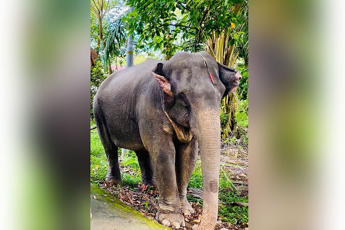 অসুস্থ হওয়ার আগে এভাবে ঘুরে বেড়াত নূরী। সম্প্রতি তোলা