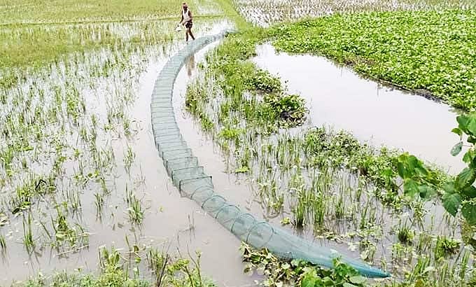 ফসলি জমির পানিতে চায়না দুয়ারি জাল পেতে রাখা হয়েছে। সম্প্রতি বরিশালের উজিরপুর উপজেলার সন্ধ্যা নদীর তীরের পরমানন্দ সাহা এলাকায়