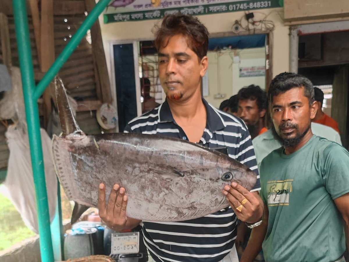 কুয়াকাটায় জেলের জালে বিরল ‘স্লেন্ডার সানফিশ’ দেখতে কৌতূহলী মানুষের ভিড়। রোববার সকালে কুয়াকাটার মহিপুর মৎস্যবন্দরে