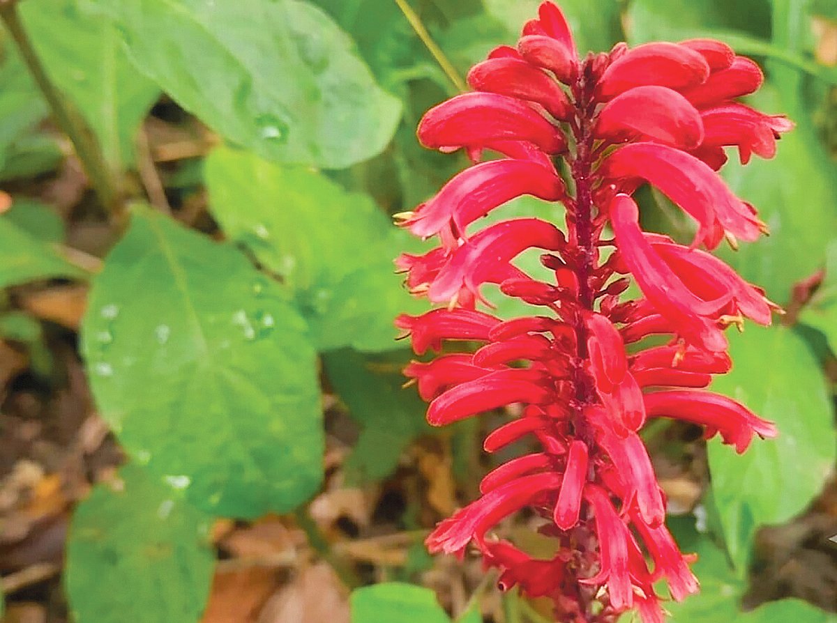 লাউয়াছড়া জাতীয় উদ্যানে রামবাসক ফুল