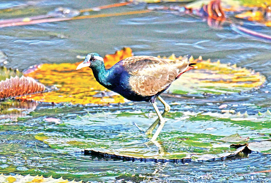 জাহাঙ্গীরনগর বিশ্ববিদ্যালয়ের লেকে জলপিপি