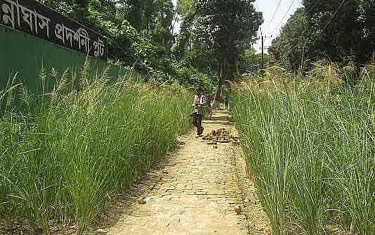 চট্টগ্রাম নগরের টাইগার পাস এলাকায় বিন্না ঘাসের প্রদর্শনী প্লট