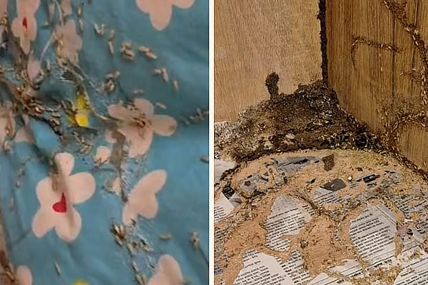 কুমিল্লা সার্কিট হাউসের বরাদ্দ করা কক্ষে উইপোকার কারণে রাত্রিযাপন না করেই সার্কিট হাউস ছেড়ে চলে যান জাতীয় সংসদের বিরোধীদলীয় উপনেতা ও কুমিল্লা-১১ (চৌদ্দগ্রাম) আসনের সংসদ সদস্য সৈয়দ আবদুল্লাহ মোহাম্মদ তাহের