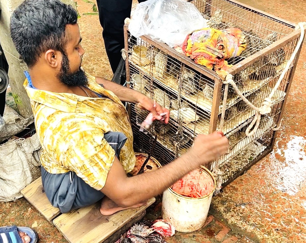 কোয়েল পাখি বিক্রির জন্য বসে আছেন ইউনুস আলী। সম্প্রতি নাটোর শহরের নিচাবাজারে
