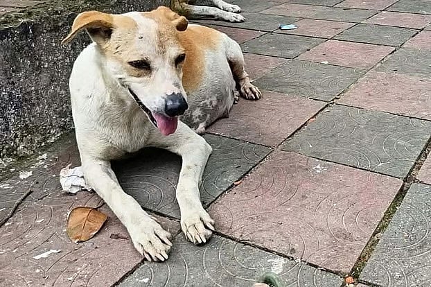 অন্তঃসত্ত্বা কুকুরটি ডিসি হিল এলাকায় থাকত। মৃত্যুর কয়েকদিন আগে কুকুরটির এই ছবি তুলেছেন স্থানীয় এক বাসিন্দা