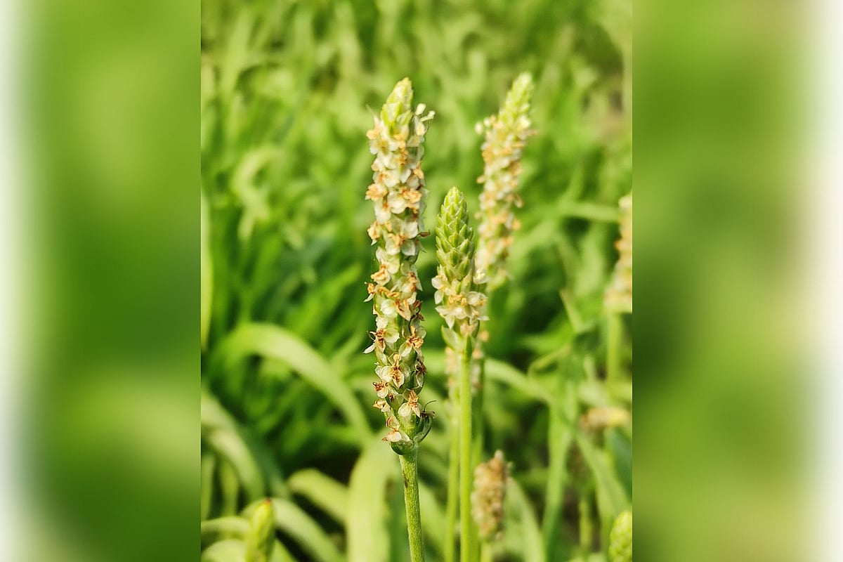Image from source article: ইসবগুল আমদানিতে বছরে খরচ এক শ কোটি টাকা, দেশে উৎপাদনের চেষ্টা