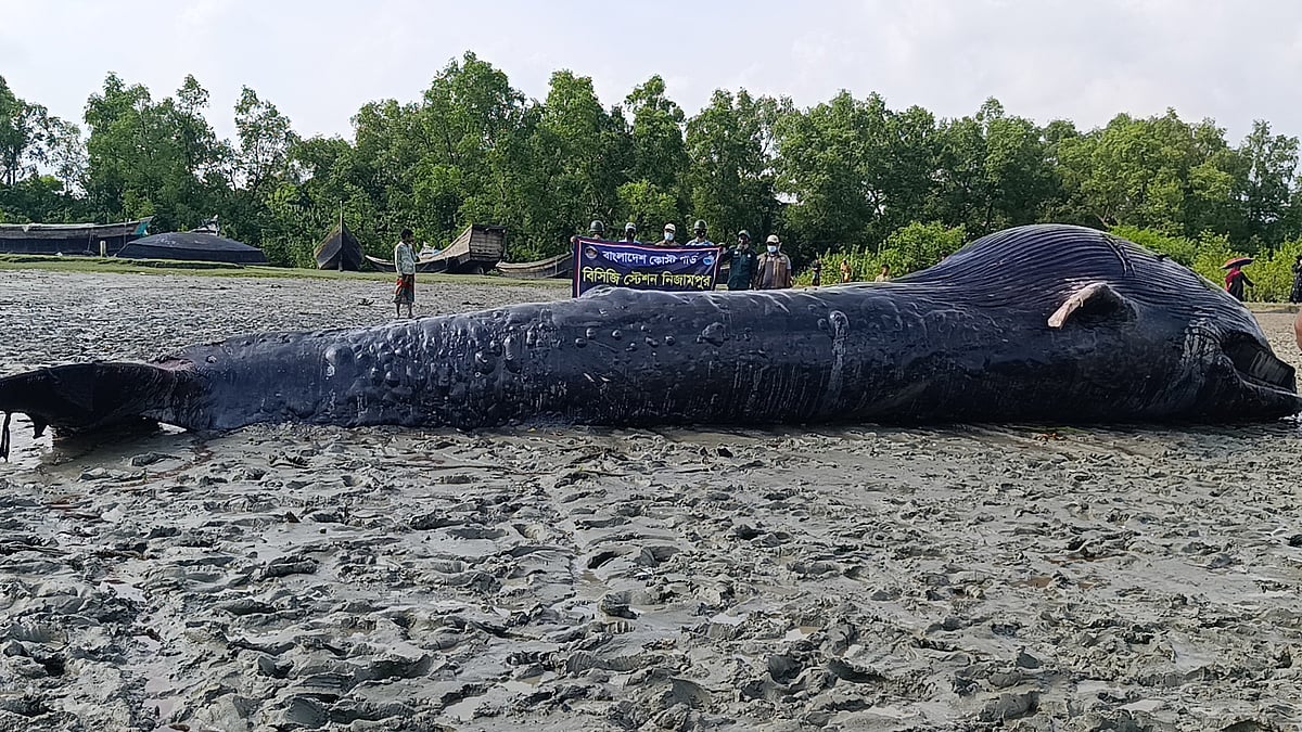 তালতলী উপজেলার আন্দারমানিক নদীতে ভেসে এসেছে ৩০ ফুট লম্বা মৃত এক তিমি