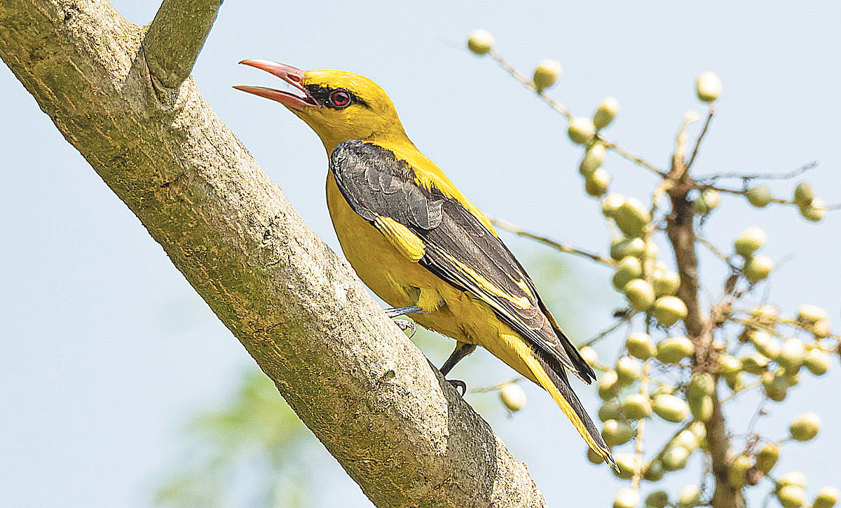 রাজশাহীর পবা উপজেলার রাস্তার পাশের গাছে একটি পুরুষ সোনা বউ