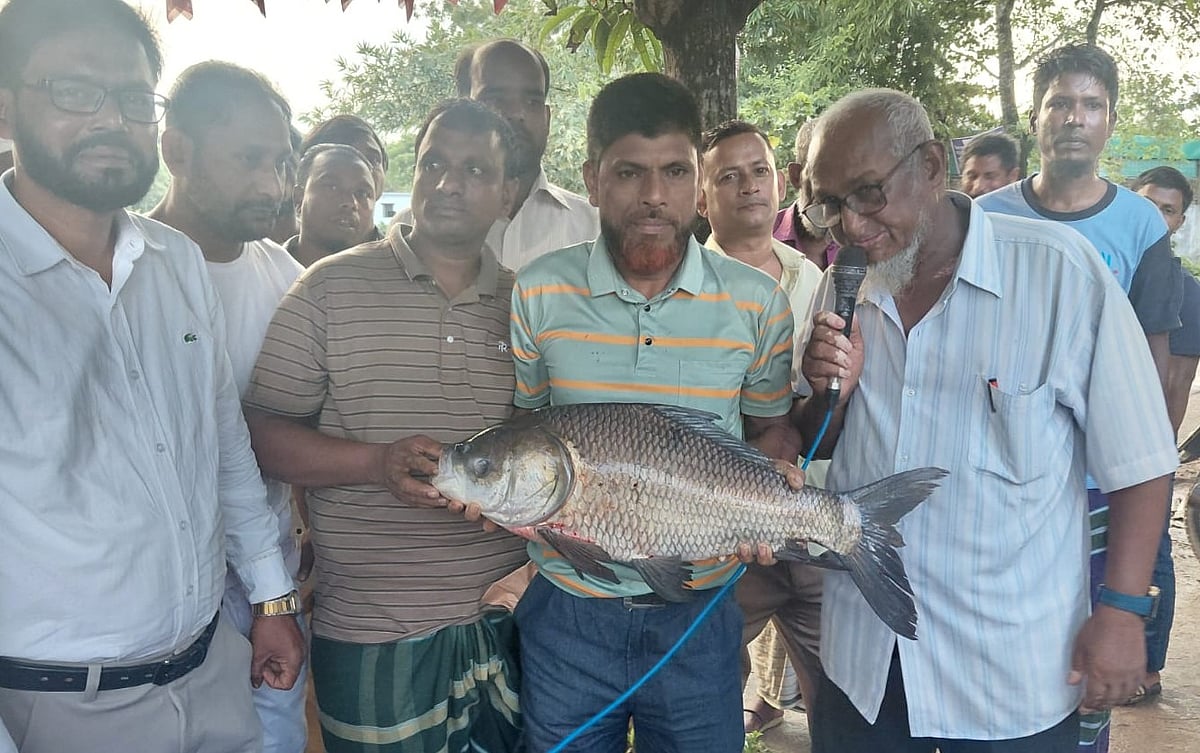 ৫ কেজি ৪০৫ গ্রাম ওজনের একটি এবং ৩ কেজি ৮৯৫ গ্রাম ওজনের আরেকটি কাতলা মাছ ধরে মাছ শিকার প্রতিযোগিতায় প্রথম ও তৃতীয় পুরস্কার জিতে নিয়েছেন আবদুল হান্নান। শুক্রবার সন্ধ্যায় ব্রাহ্মণবাড়িয়ার সরাইল উপজেলার কালীকচ্ছ ইউনিয়নের কলেজপাড়ার বিরেশ দিঘিতে
