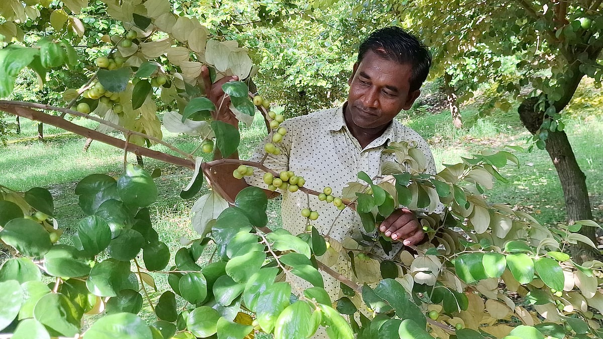 ছিলেন রাখাল, পরে বাদাম বিক্রেতা, এখন বছরে বরই বিক্রি করেন এক কোটি টাকার