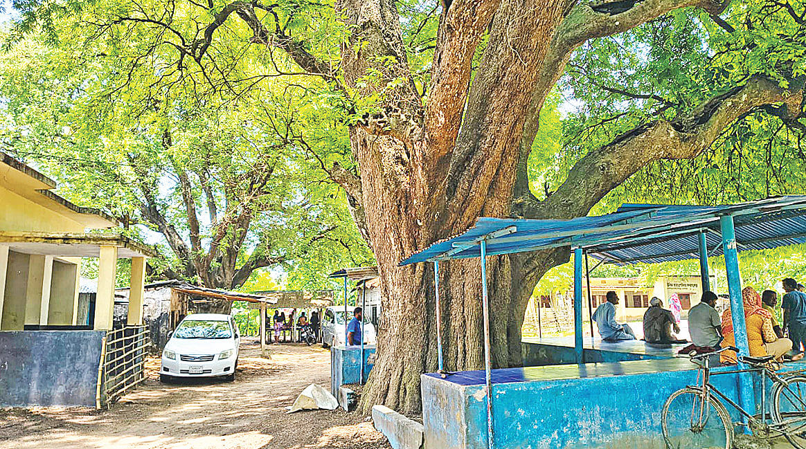 জগদীশপুরের তেঁতুলগাছ 